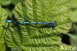 Azuurwaterjuffer (Coenagrion puella)