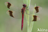 Bandheidelibel (Sympetrum pedemontanum) 