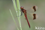 Bandheidelibel (Sympetrum pedemontanum) 