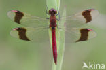 Bandheidelibel (Sympetrum pedemontanum) 