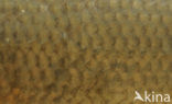 Barbel (Barbus barbus)