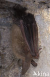 Bechstein’s Bat (Myotis bechsteinii) 