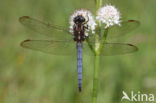 Beekoeverlibel (Orthetrum coerulescens) 