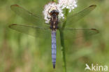 Beekoeverlibel (Orthetrum coerulescens) 