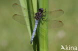 Beekoeverlibel (Orthetrum coerulescens) 