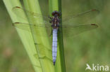 Beekoeverlibel (Orthetrum coerulescens) 