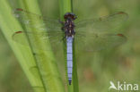 Beekoeverlibel (Orthetrum coerulescens) 