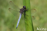 Beekoeverlibel (Orthetrum coerulescens) 