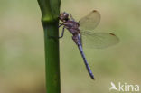 Beekoeverlibel (Orthetrum coerulescens) 