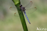 Beekoeverlibel (Orthetrum coerulescens) 