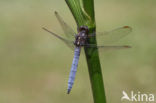 Beekoeverlibel (Orthetrum coerulescens) 