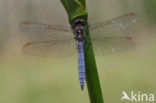 Beekoeverlibel (Orthetrum coerulescens) 