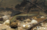 Brook Lamprey (Lampetra planeri)