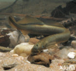 Brook Lamprey (Lampetra planeri)