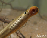 Brook Lamprey (Lampetra planeri)