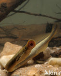 Brook Lamprey (Lampetra planeri)