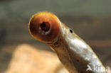 Brook Lamprey (Lampetra planeri)