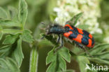 Behaarde Bijenwolf (Trichodes alvearius)