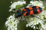 Trichodes alvearius