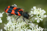 Behaarde Bijenwolf (Trichodes alvearius)