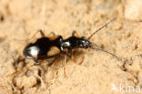 Bembidion tetragrammum