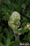 Giant Hogweed (Heracleum mantegazzianum)