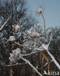 Giant Hogweed (Heracleum mantegazzianum)