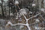 Giant Hogweed (Heracleum mantegazzianum)