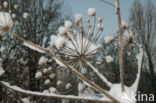 Giant Hogweed (Heracleum mantegazzianum)