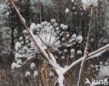 Giant Hogweed (Heracleum mantegazzianum)