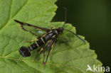 Currant Clearwing (Synanthedon tipuliformis)