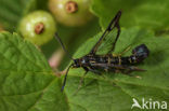 Currant Clearwing (Synanthedon tipuliformis)