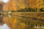 Beech (Fagus sylvatica)
