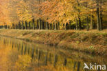 Beech (Fagus sylvatica)