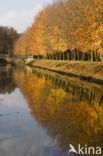Beech (Fagus sylvatica)