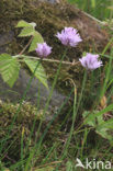 wild chives (Allium schoenoprasum)