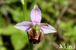 Bijenorchis (Ophrys apifera)