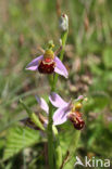 Bijenorchis (Ophrys apifera)