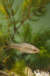 Topmouth gudgeon (Pseudorasbora parva)