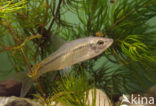 Topmouth gudgeon (Pseudorasbora parva)