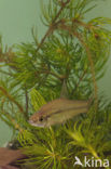 Topmouth gudgeon (Pseudorasbora parva)