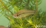 Topmouth gudgeon (Pseudorasbora parva)