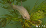 Topmouth gudgeon (Pseudorasbora parva)