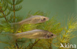 Topmouth gudgeon (Pseudorasbora parva)