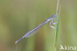 Blauwe breedscheenjuffer (Platycnemis pennipes)