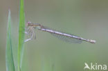 Blauwe breedscheenjuffer (Platycnemis pennipes)