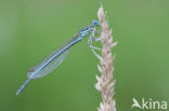 Blauwe breedscheenjuffer (Platycnemis pennipes)