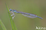 Blauwe breedscheenjuffer (Platycnemis pennipes)