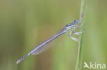 Blauwe breedscheenjuffer (Platycnemis pennipes)