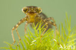 Blauwe glazenmaker (Aeshna cyanea)